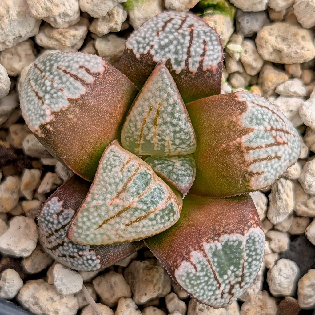 Haworthia groenewaldii hybrid series PP620 #10