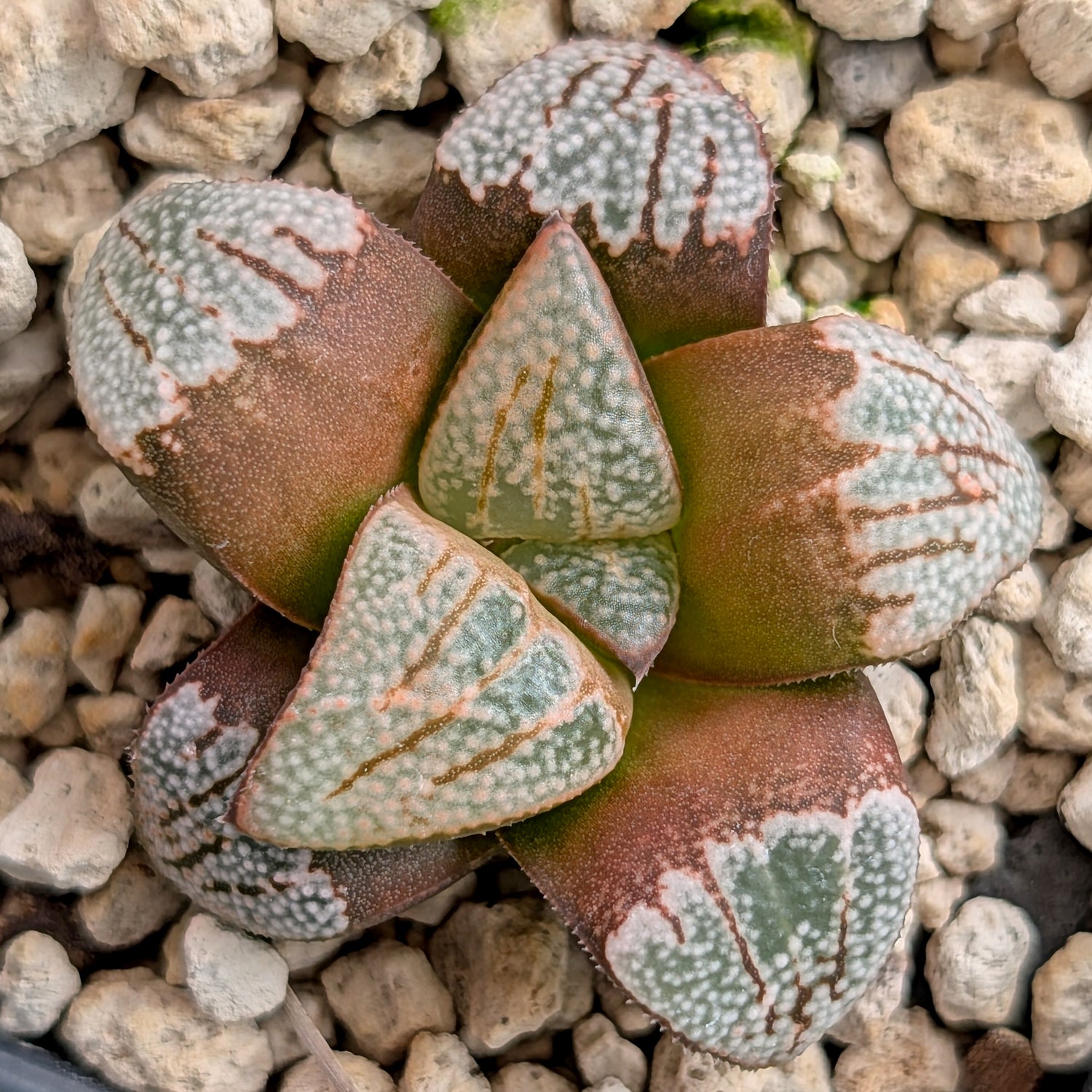 Haworthia groenewaldii hybrid series PP620 #10
