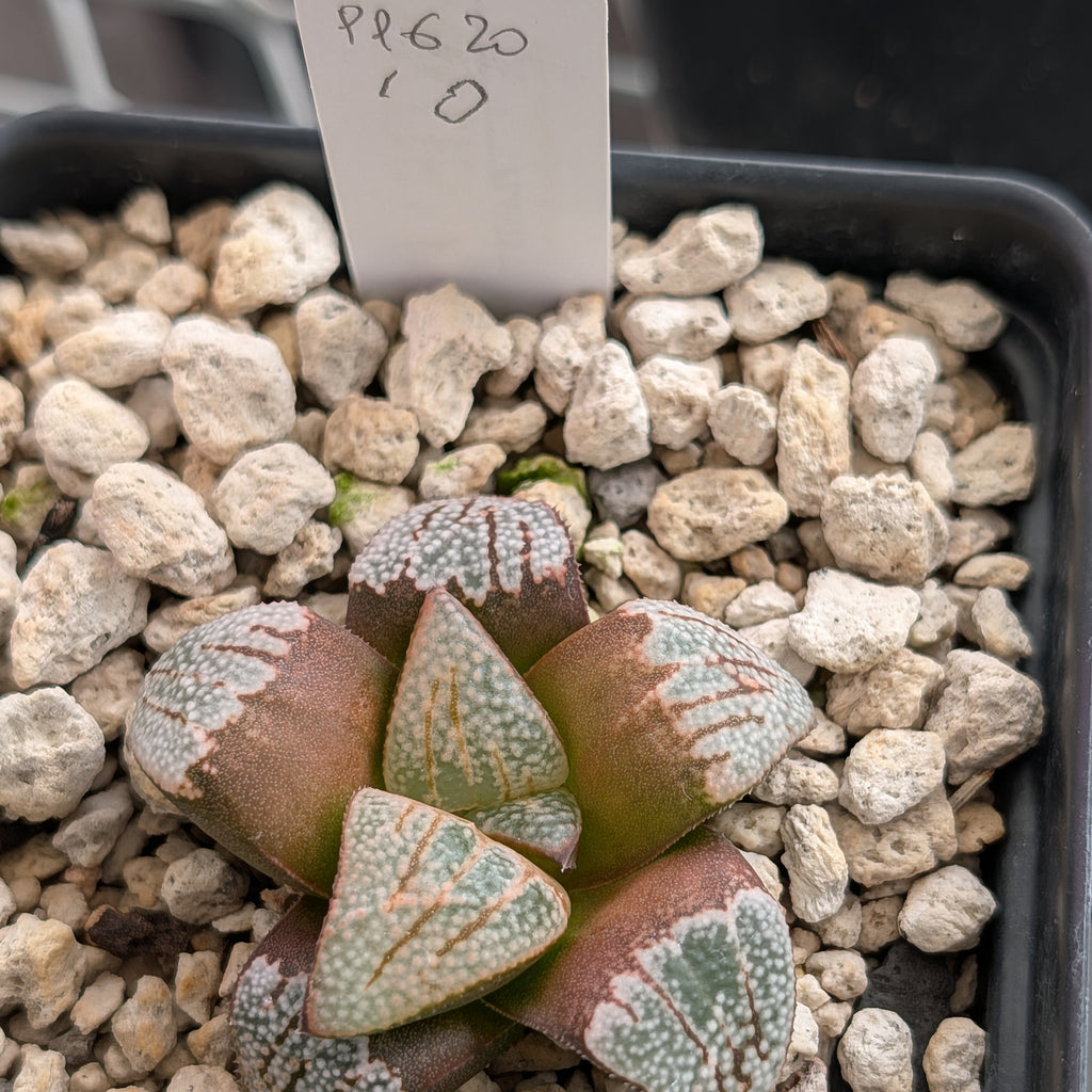 Haworthia groenewaldii hybrid series PP620 #10