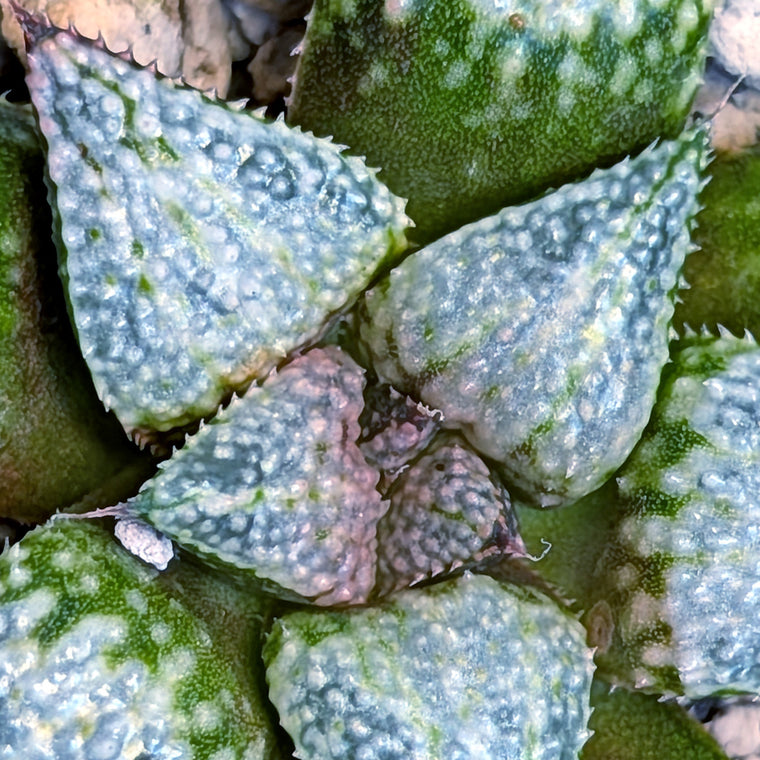 Haworthia 