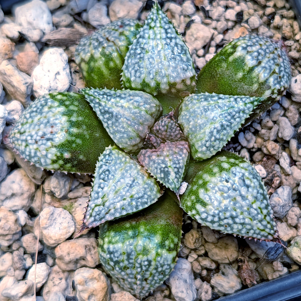 Haworthia "TetraTreasures" PP634 hybrid series #10