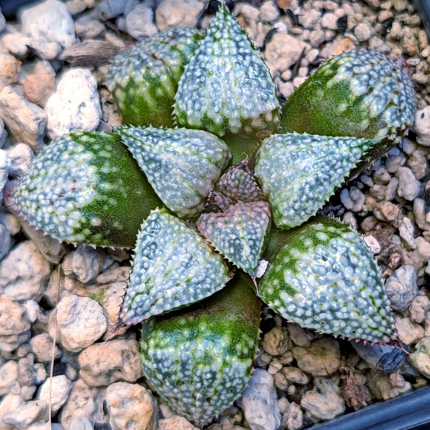 Haworthia "TetraTreasures" PP634 hybrid series #10