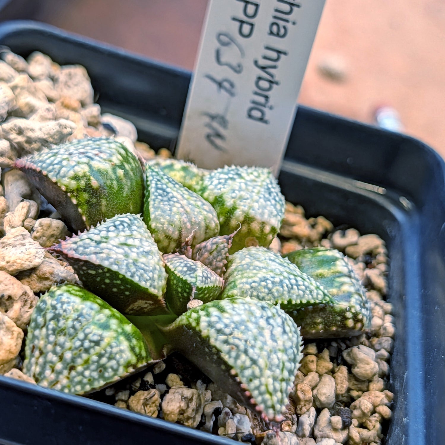 Haworthia "TetraTreasures" PP634 hybrid series #10