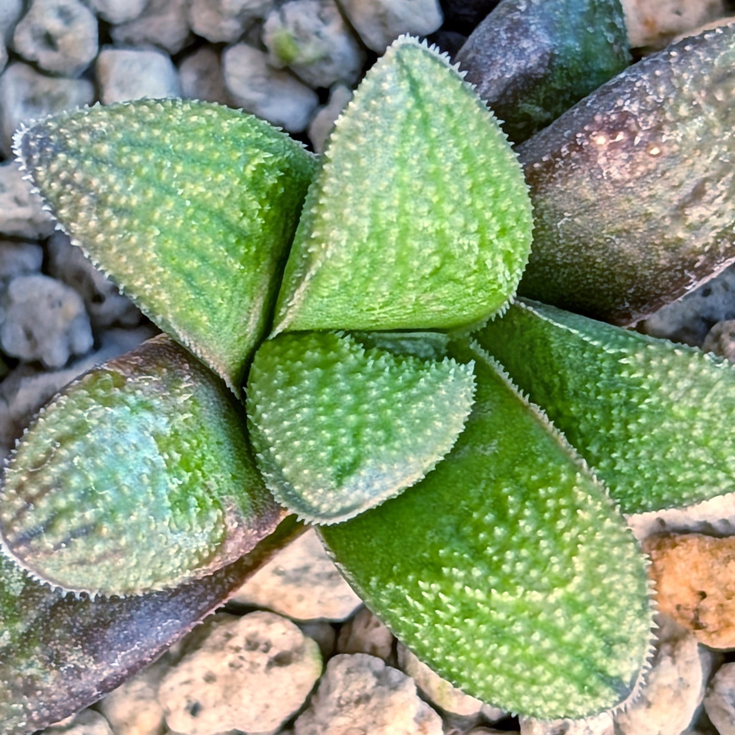 Haworthia PP678 hybrid series #10