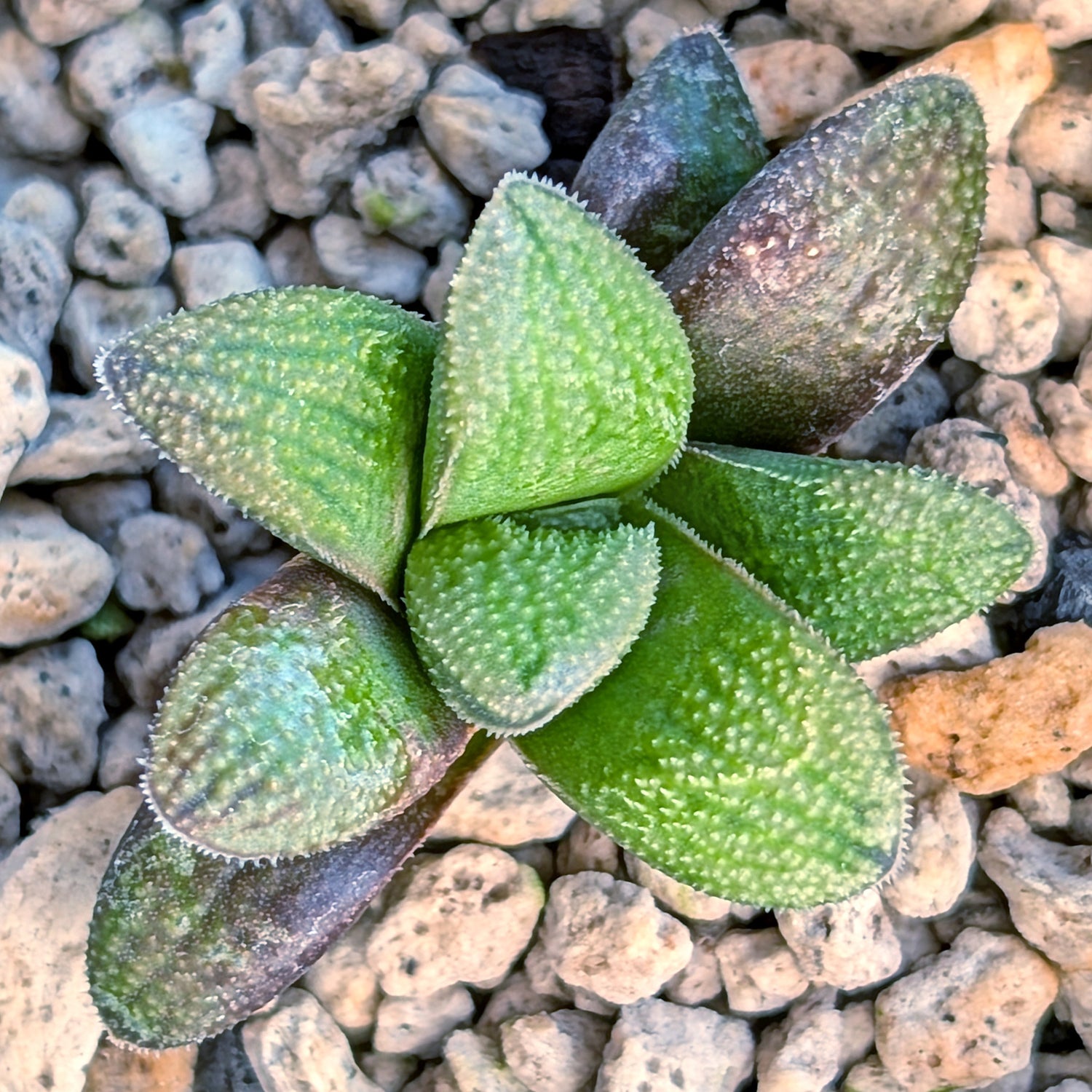 Haworthia PP678 hybrid series #10