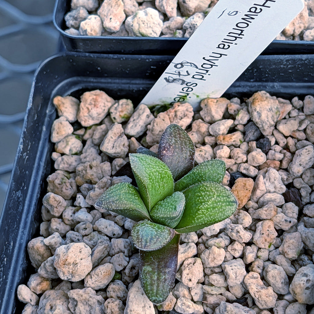 Haworthia PP678 hybrid series #10