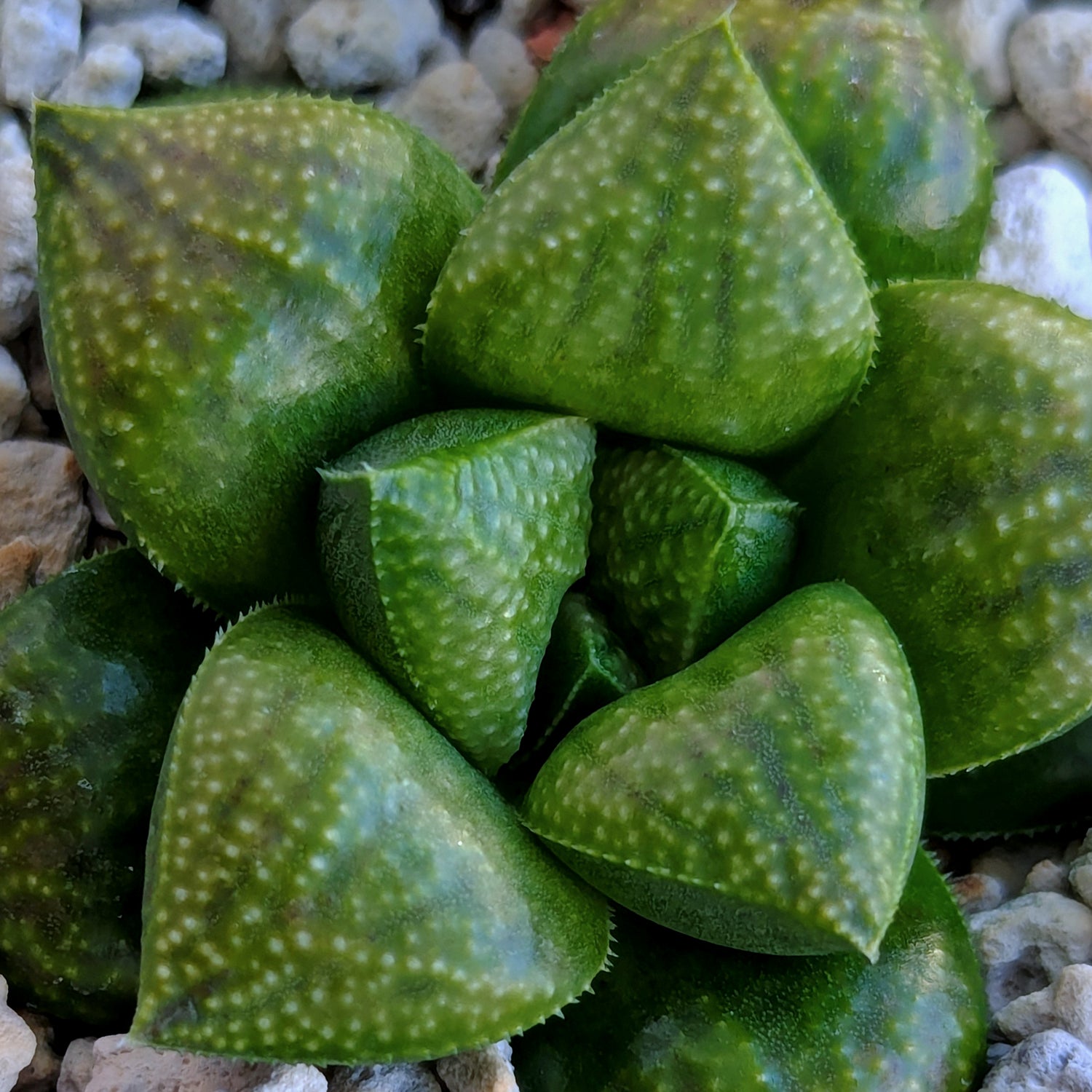 Haworthia PP576 hybrid series #11