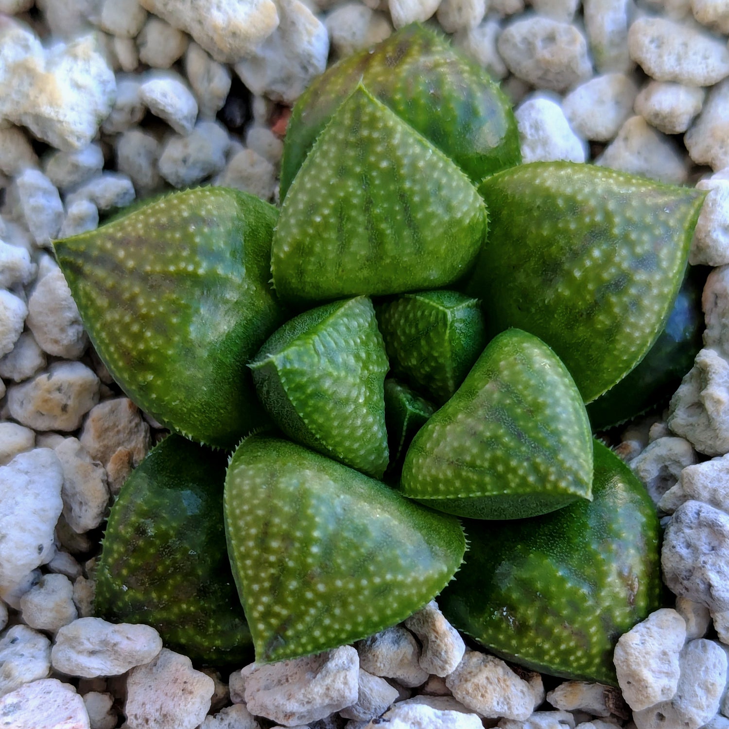 Haworthia PP576 hybrid series #11