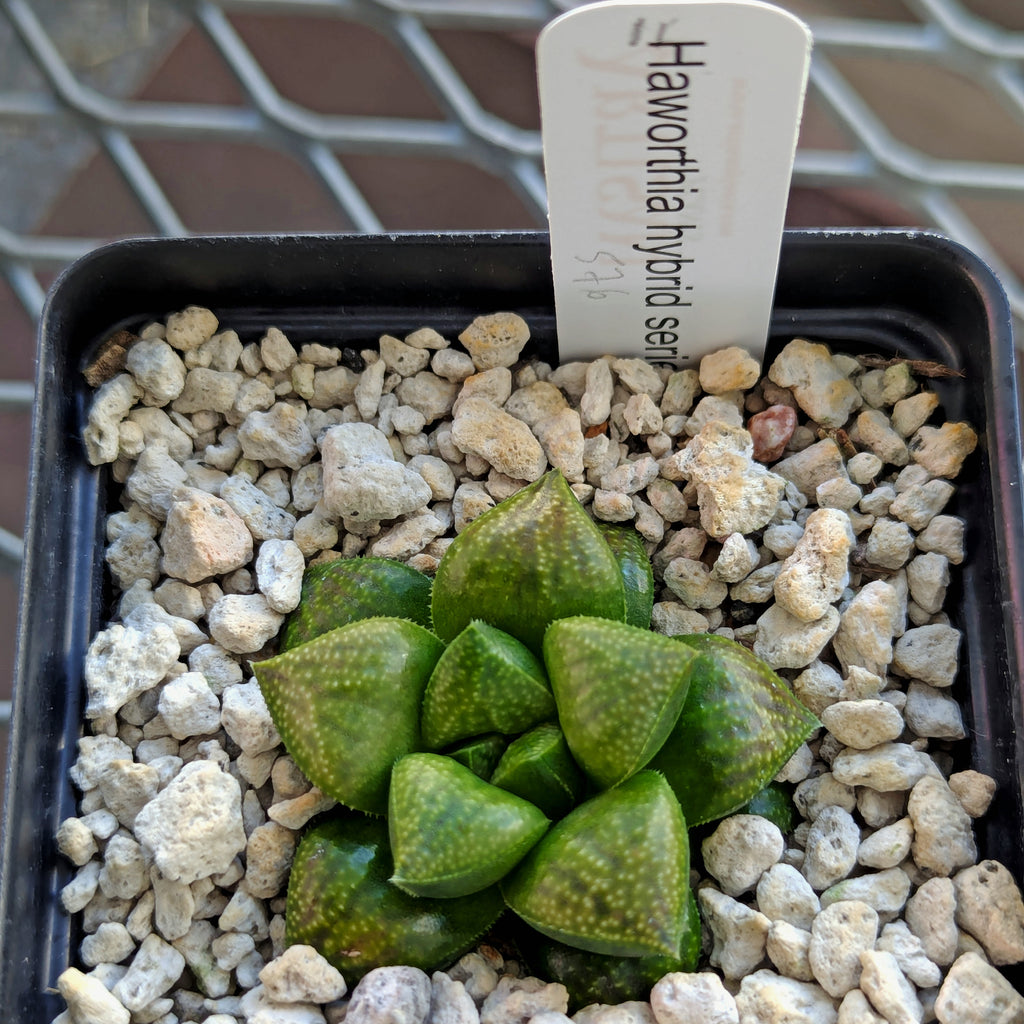 Haworthia PP576 hybrid series #11