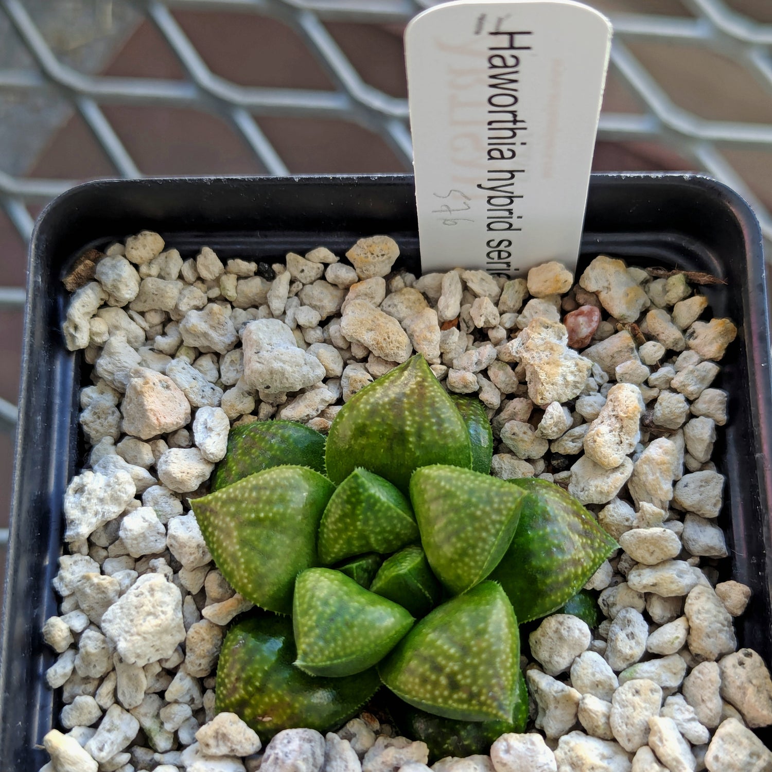 Haworthia PP576 hybrid series #11