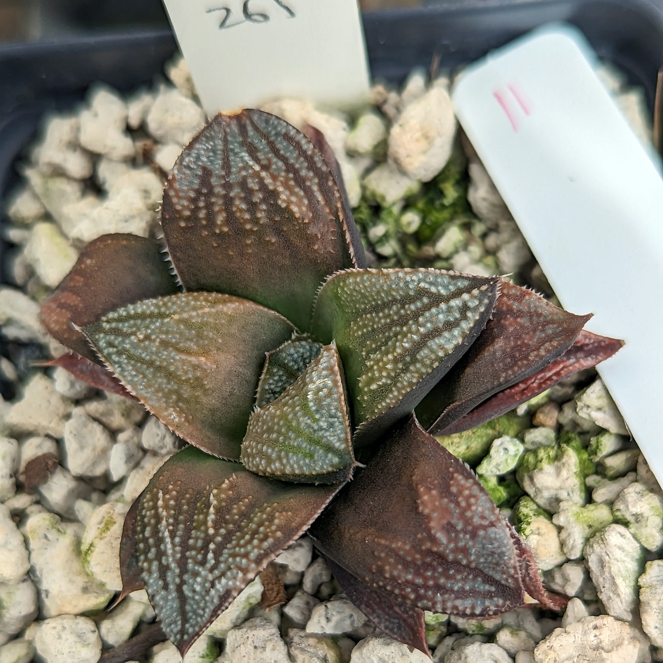 Haworthia hybrid series PP261 #11 SOLD OUT