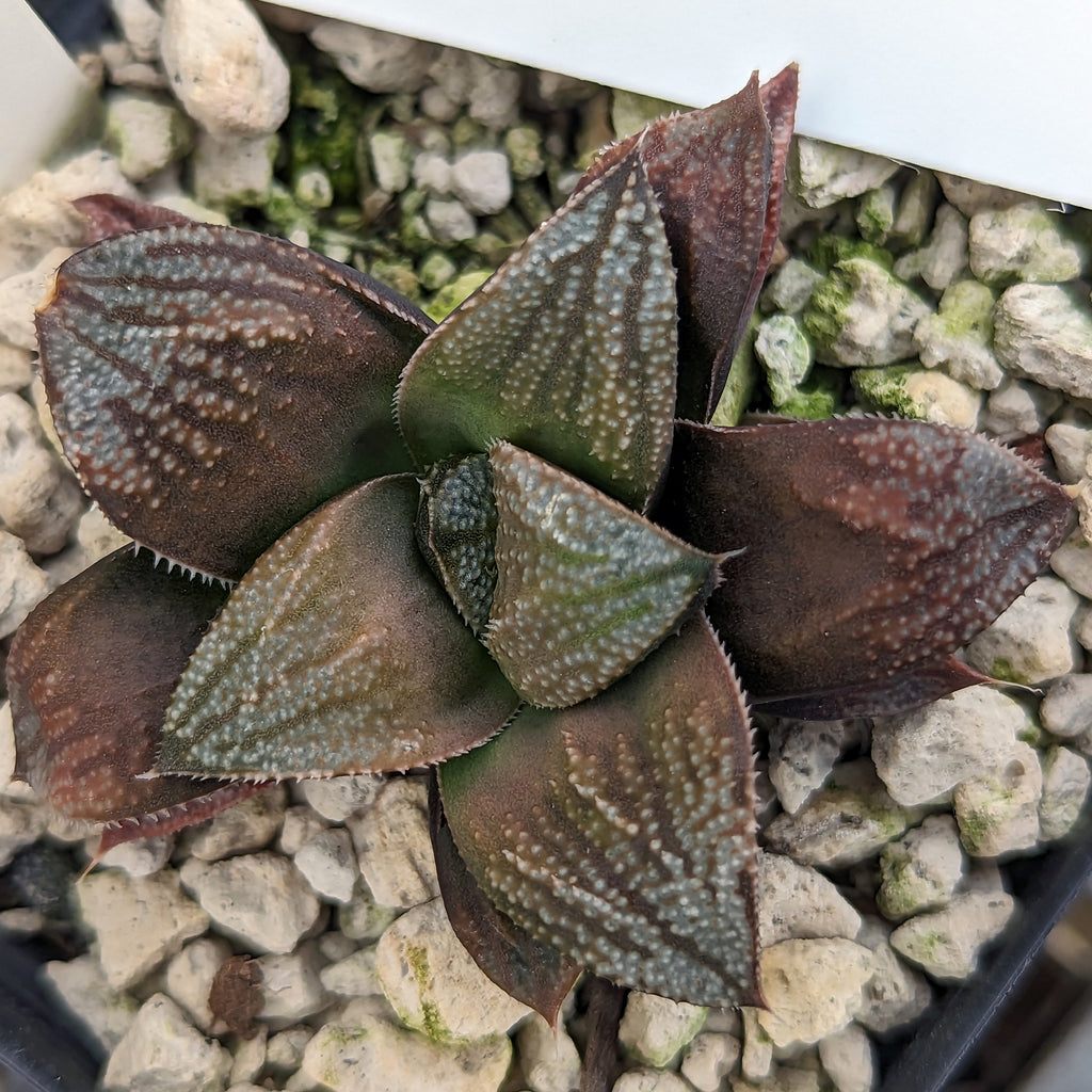 Haworthia hybrid series PP261 #11 SOLD OUT