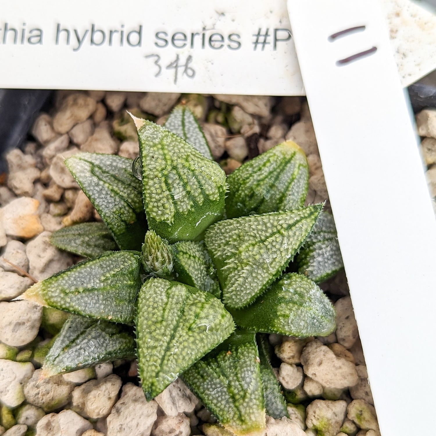 Haworthia  hybrid  series PP346 #11 SOLD OUT