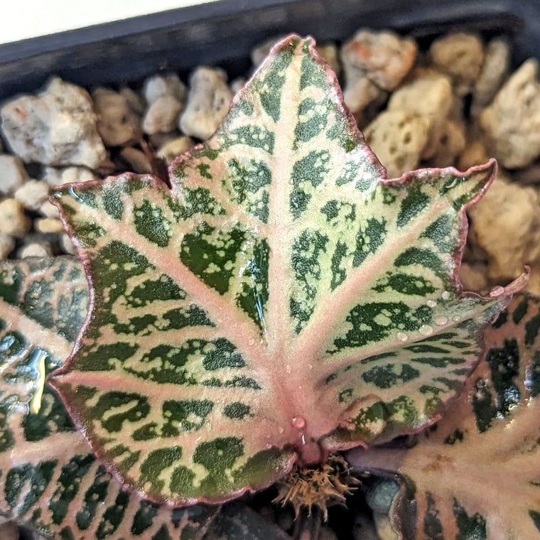Euphorbia francoisii #11