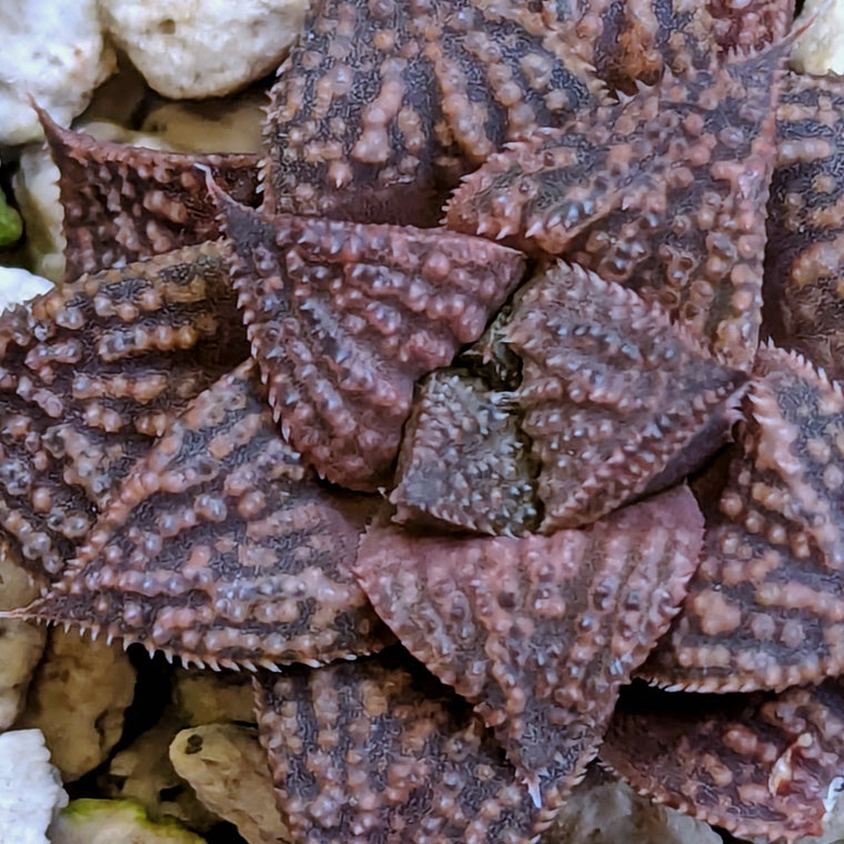 Haworthia  hybrid series PP573 #11