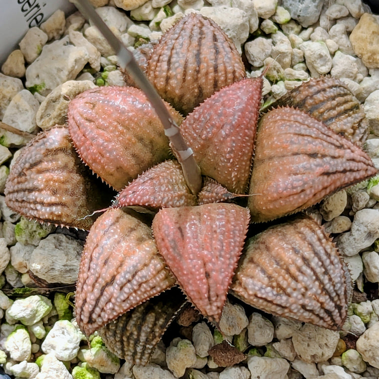 Haworthia PP614 hybrid series #11