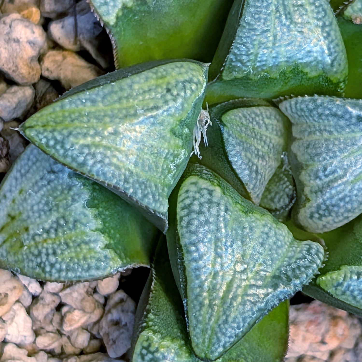 Haworthia groenewaldii hybrid series PP428 #11