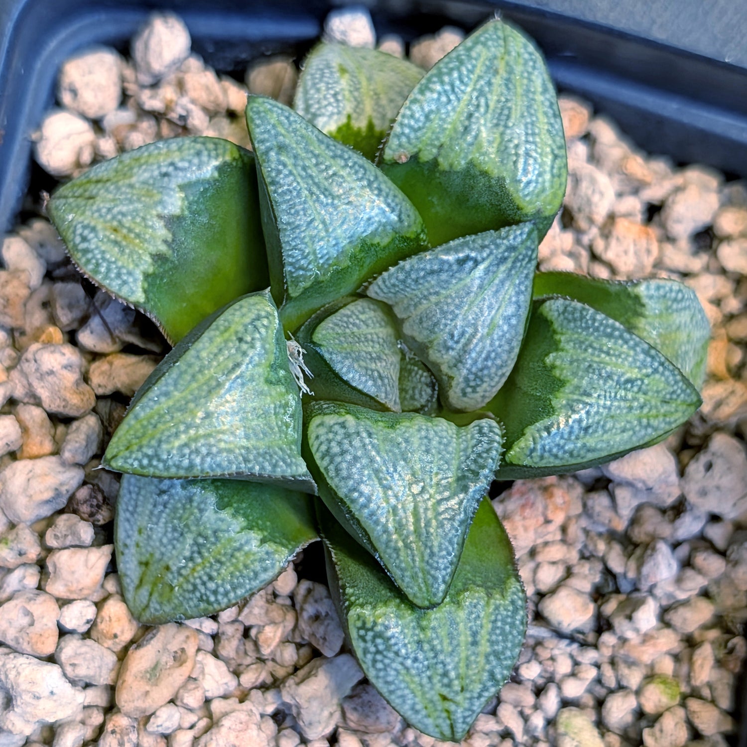 Haworthia groenewaldii hybrid series PP428 #11