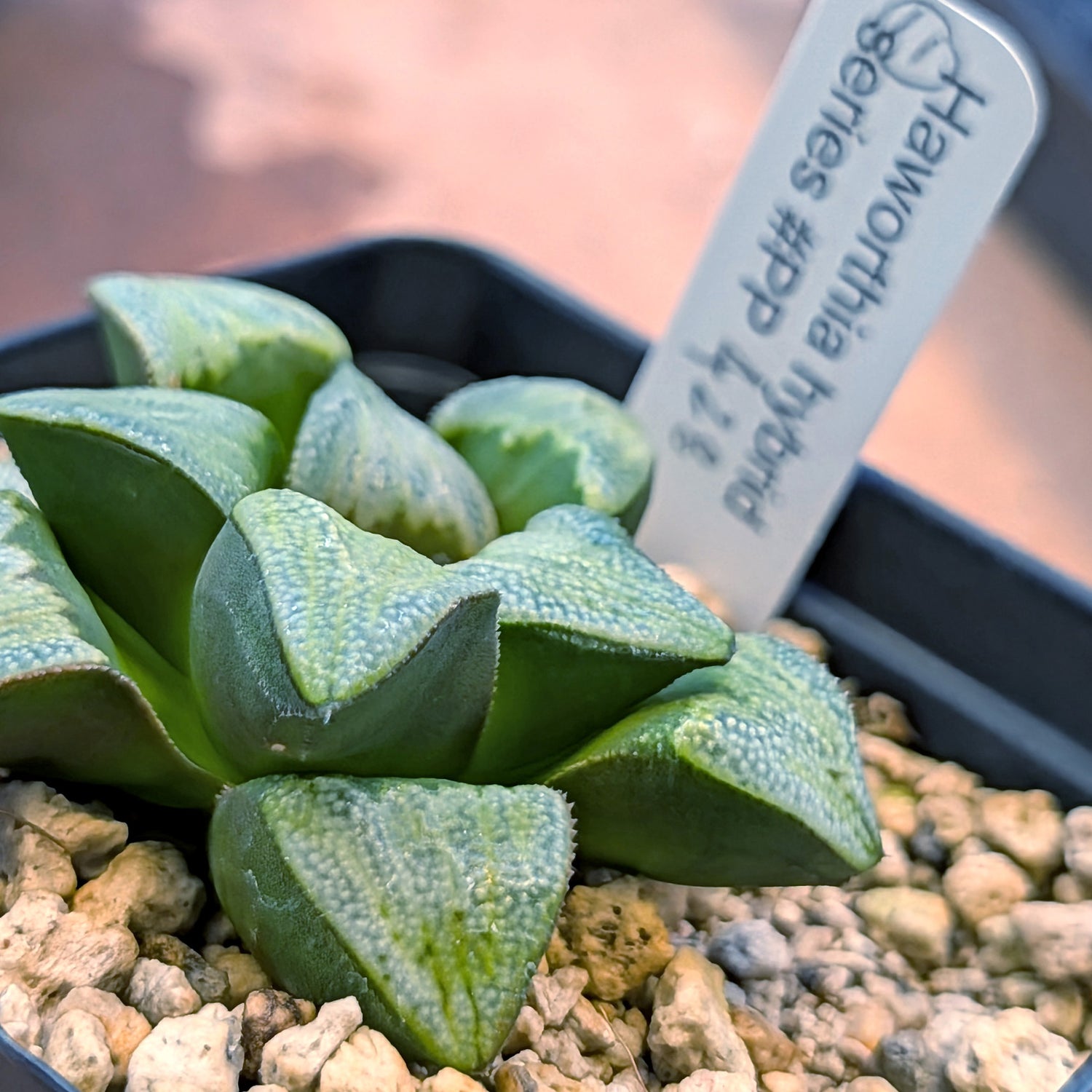 Haworthia groenewaldii hybrid series PP428 #11