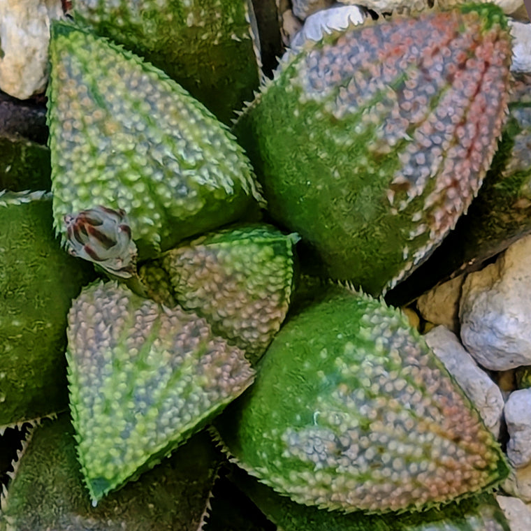 Haworthia  hybrid series PP584 #11
