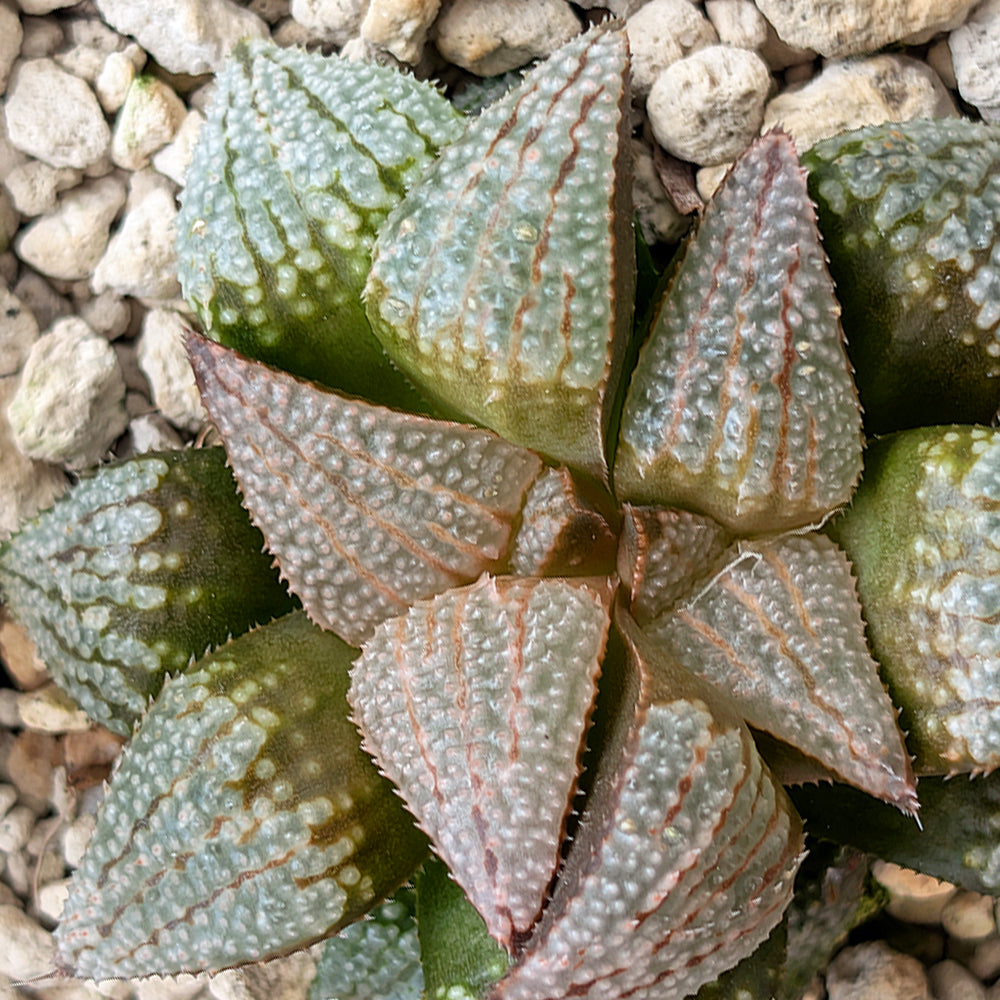 Haworthia groenewaldii back-cross hybrid series PP611  #11