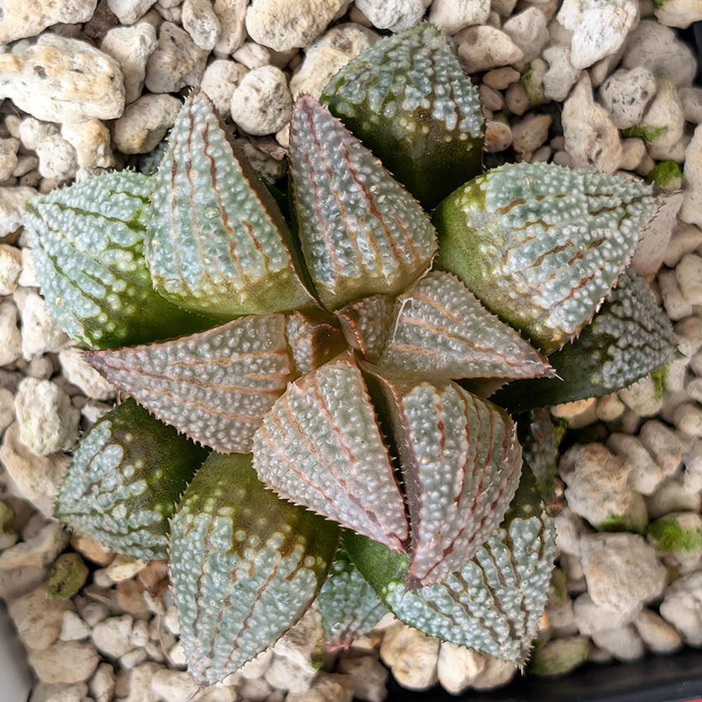 Haworthia groenewaldii back-cross hybrid series PP611  #11