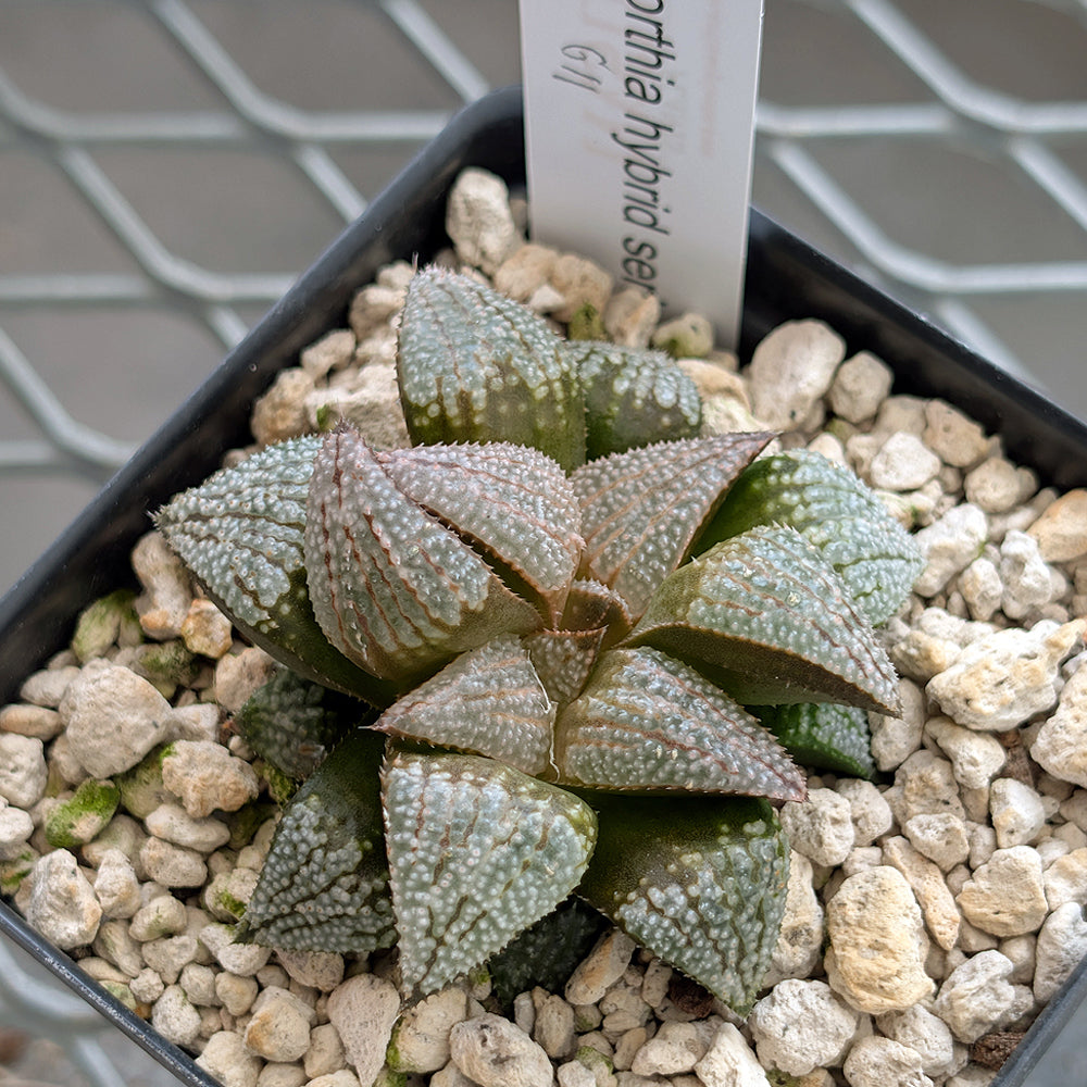Haworthia groenewaldii back-cross hybrid series PP611  #11