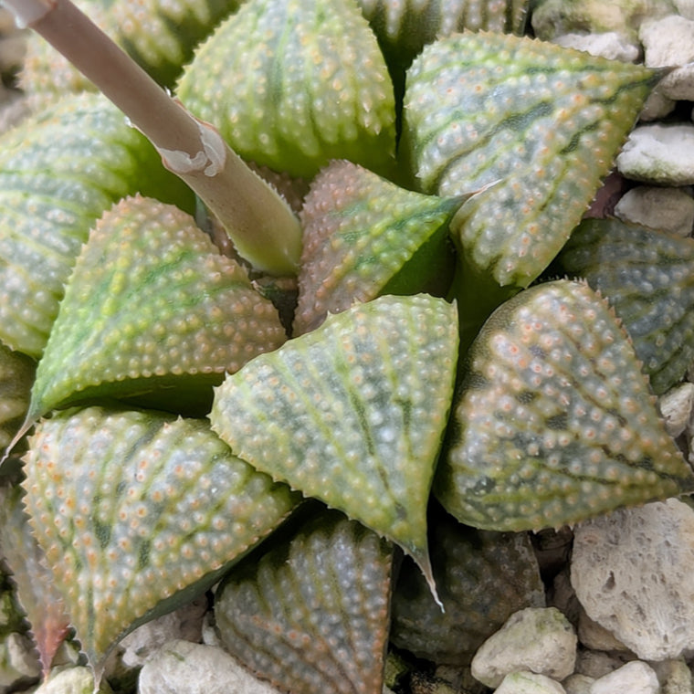 Haworthia PP619 hybrid series #11