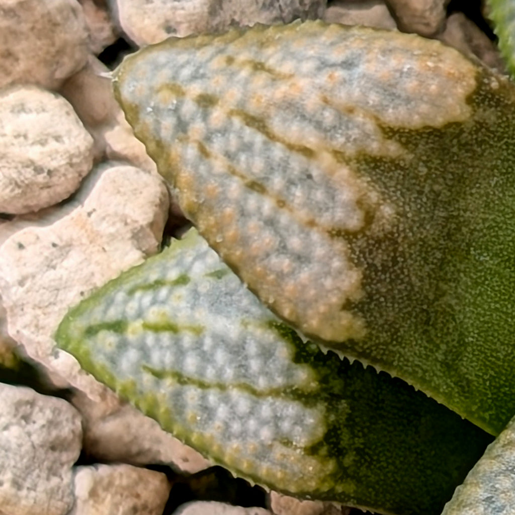 Haworthia groenewaldii hybrid series PP620 #11