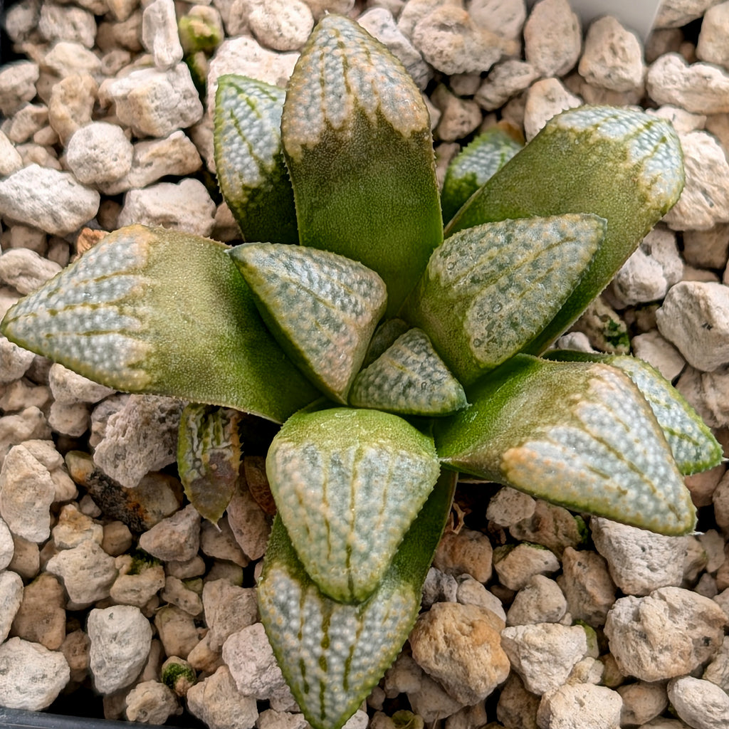 Haworthia groenewaldii hybrid series PP620 #11