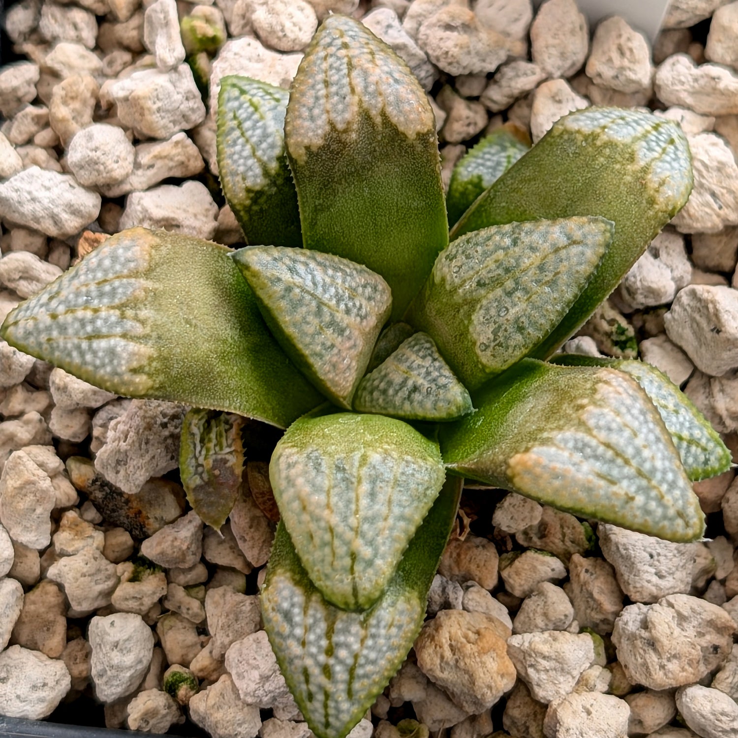 Haworthia groenewaldii hybrid series PP620 #11