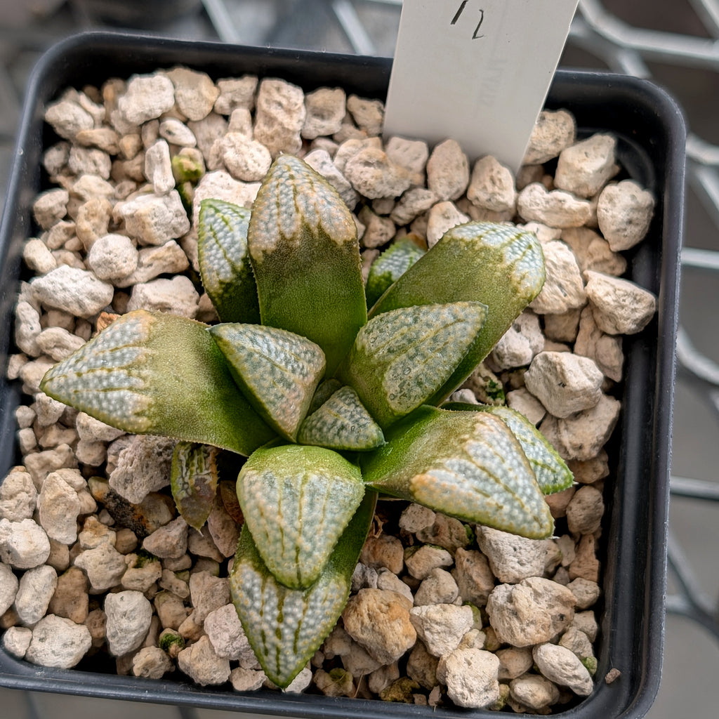 Haworthia groenewaldii hybrid series PP620 #11
