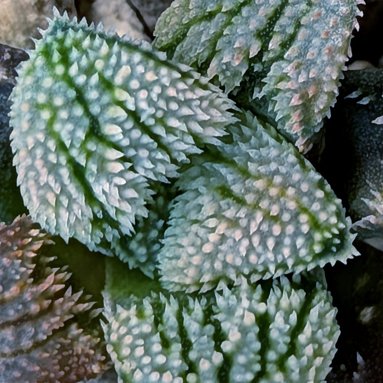 Haworthia PP675 hybrid series #11