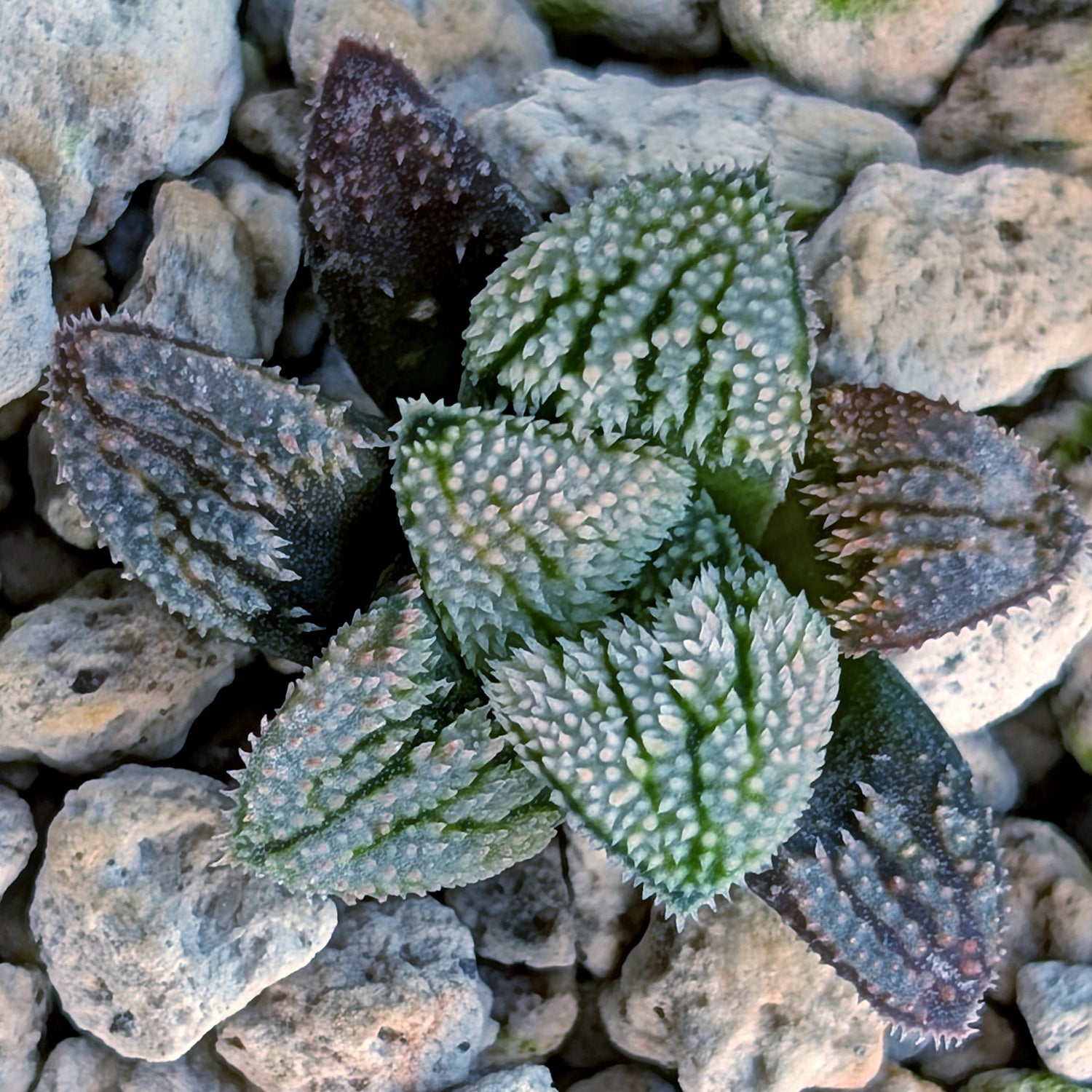 Haworthia PP675 hybrid series #11