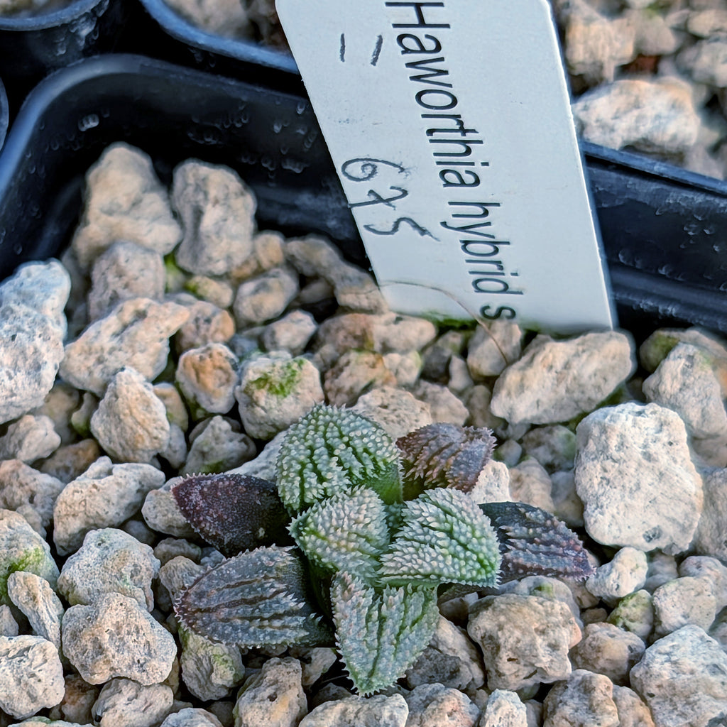 Haworthia PP675 hybrid series #11