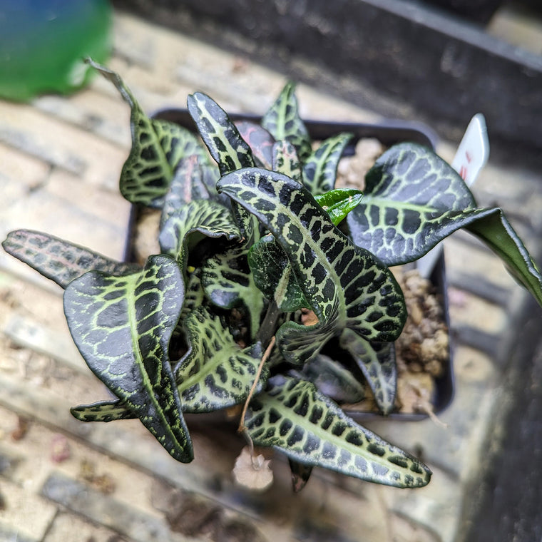 Euphorbia francoisii #12