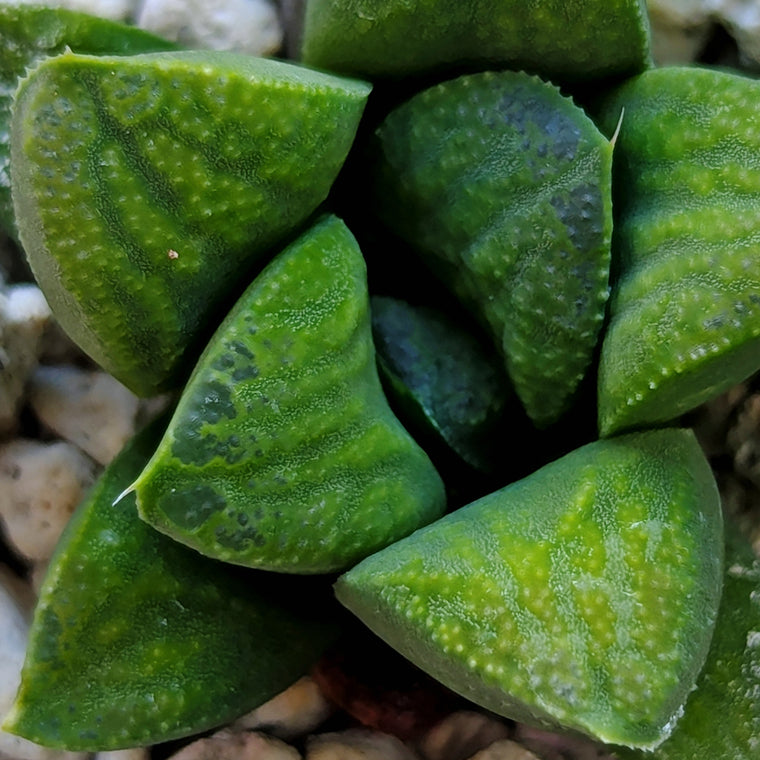 Haworthia PP576 hybrid series #12