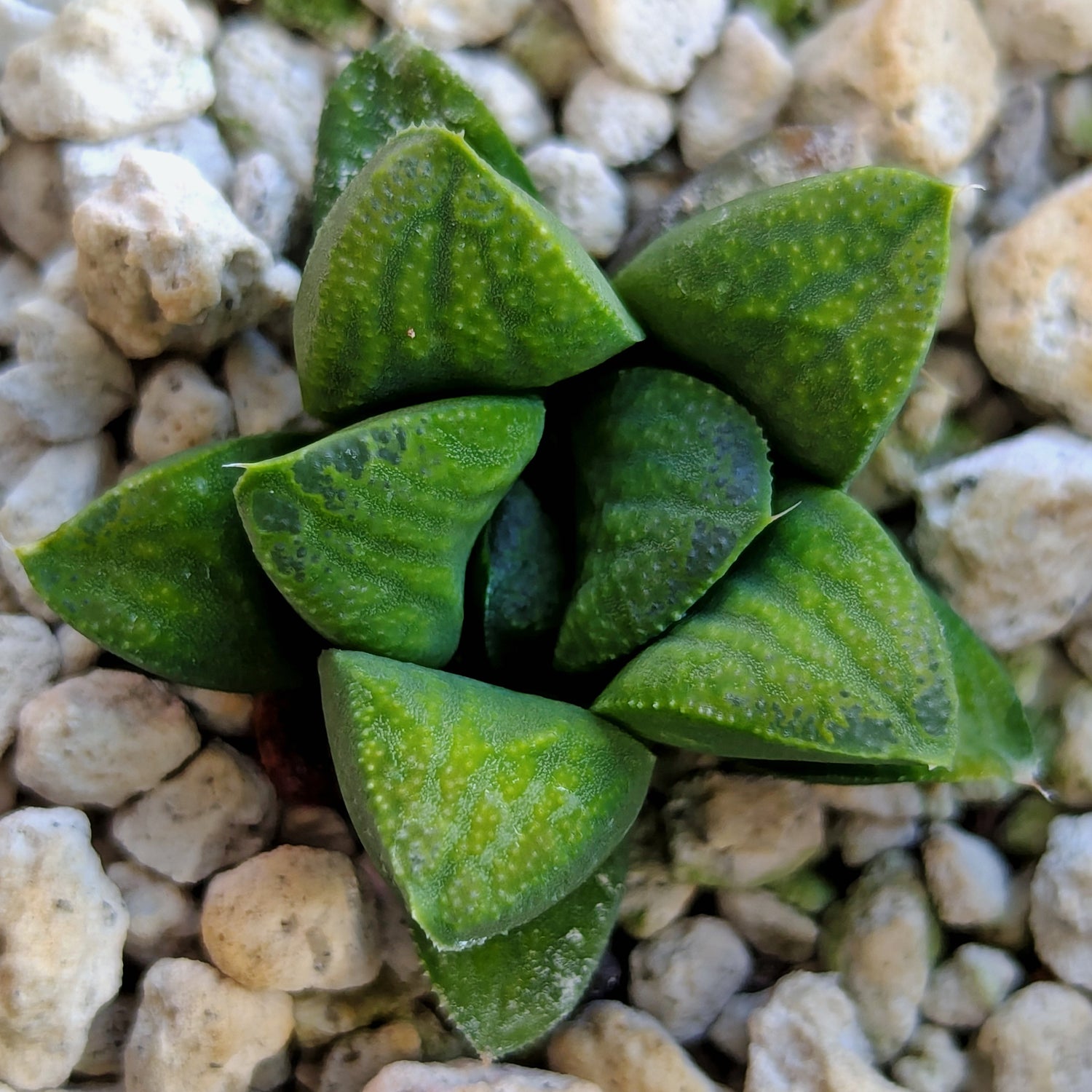 Haworthia PP576 hybrid series #12