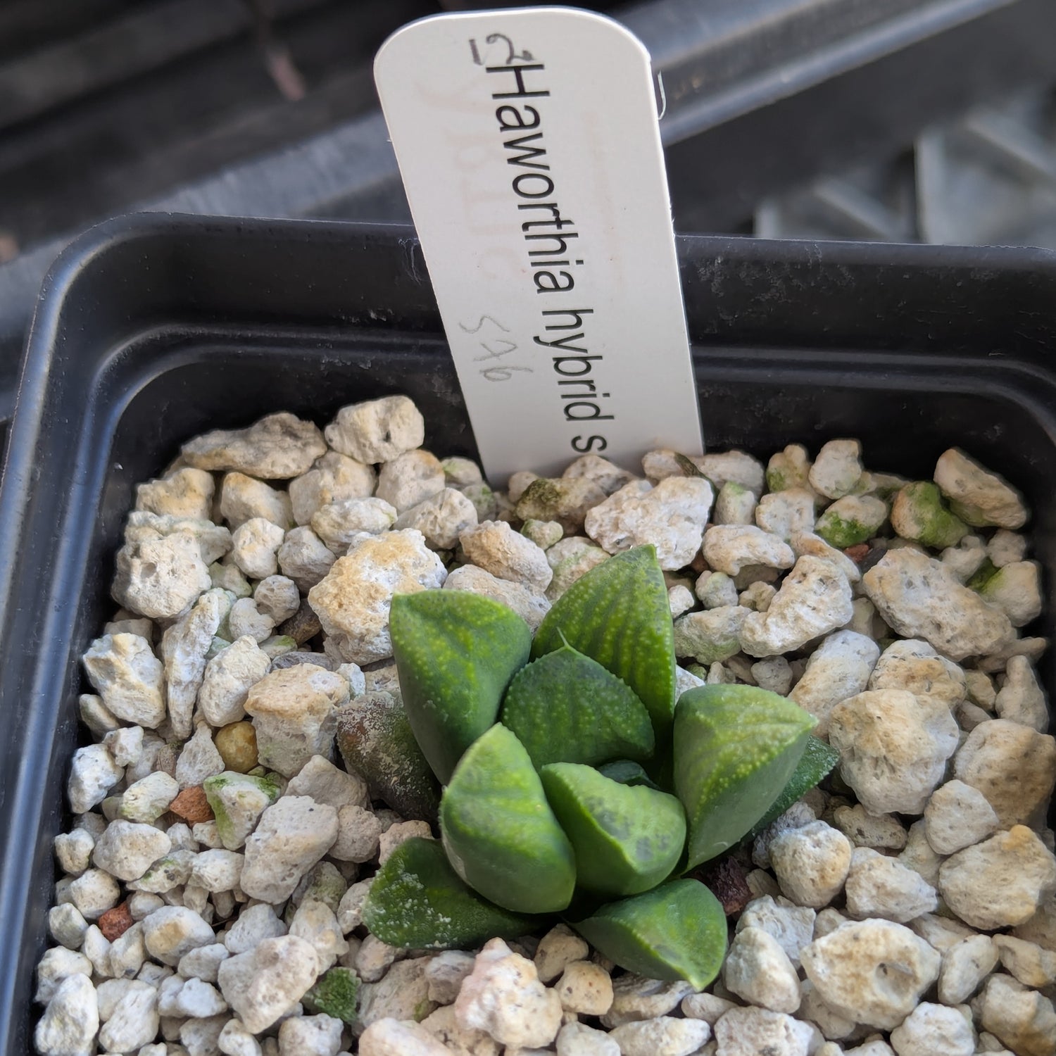 Haworthia PP576 hybrid series #12