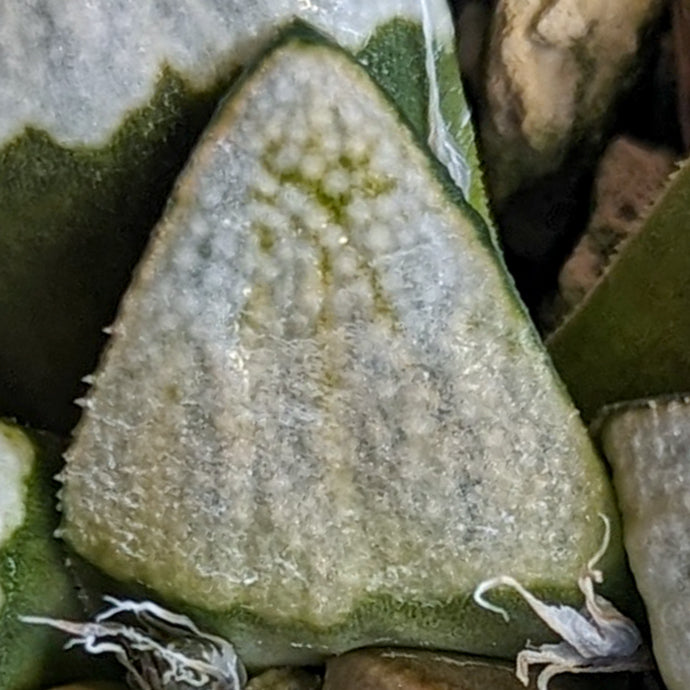 Haworthia groenewaldii hybrid series PP412 #12 SOLD OUT