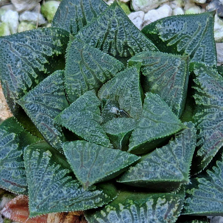 Haworthia PP326 hybrid series #12