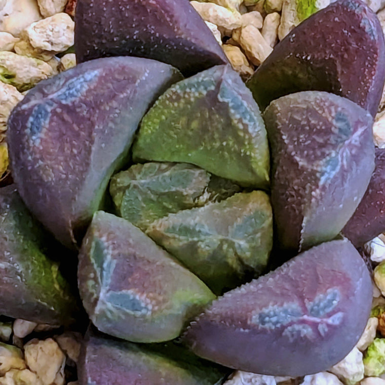 Haworthia PP576 hybrid series #12