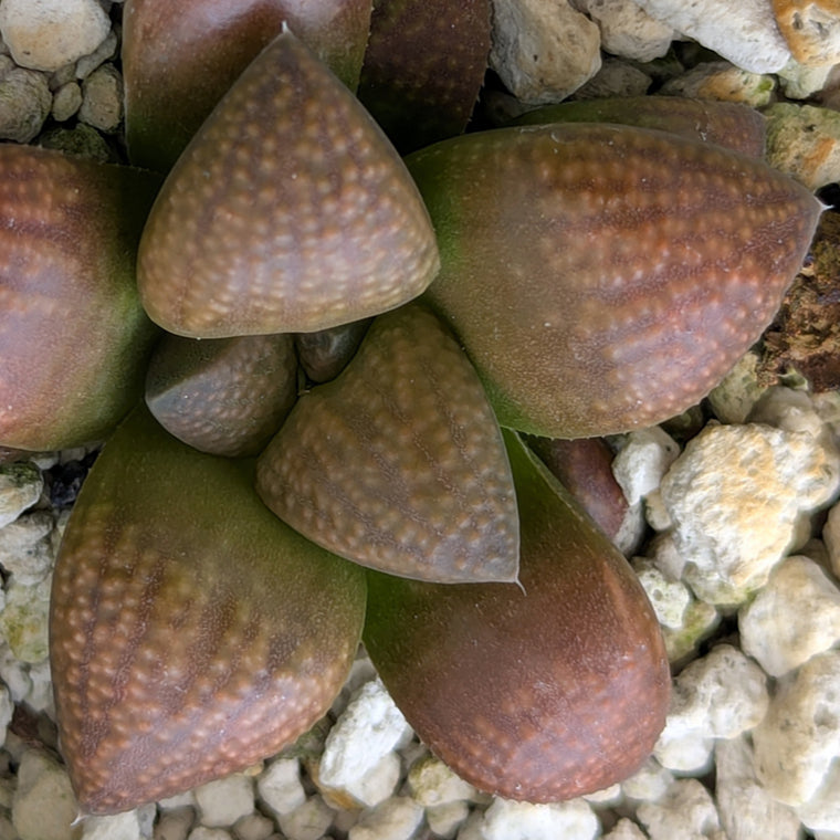 Haworthia PP619 hybrid series #12