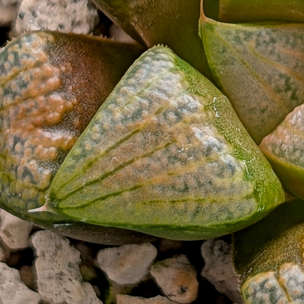 Haworthia groenewaldii hybrid series PP620 #12