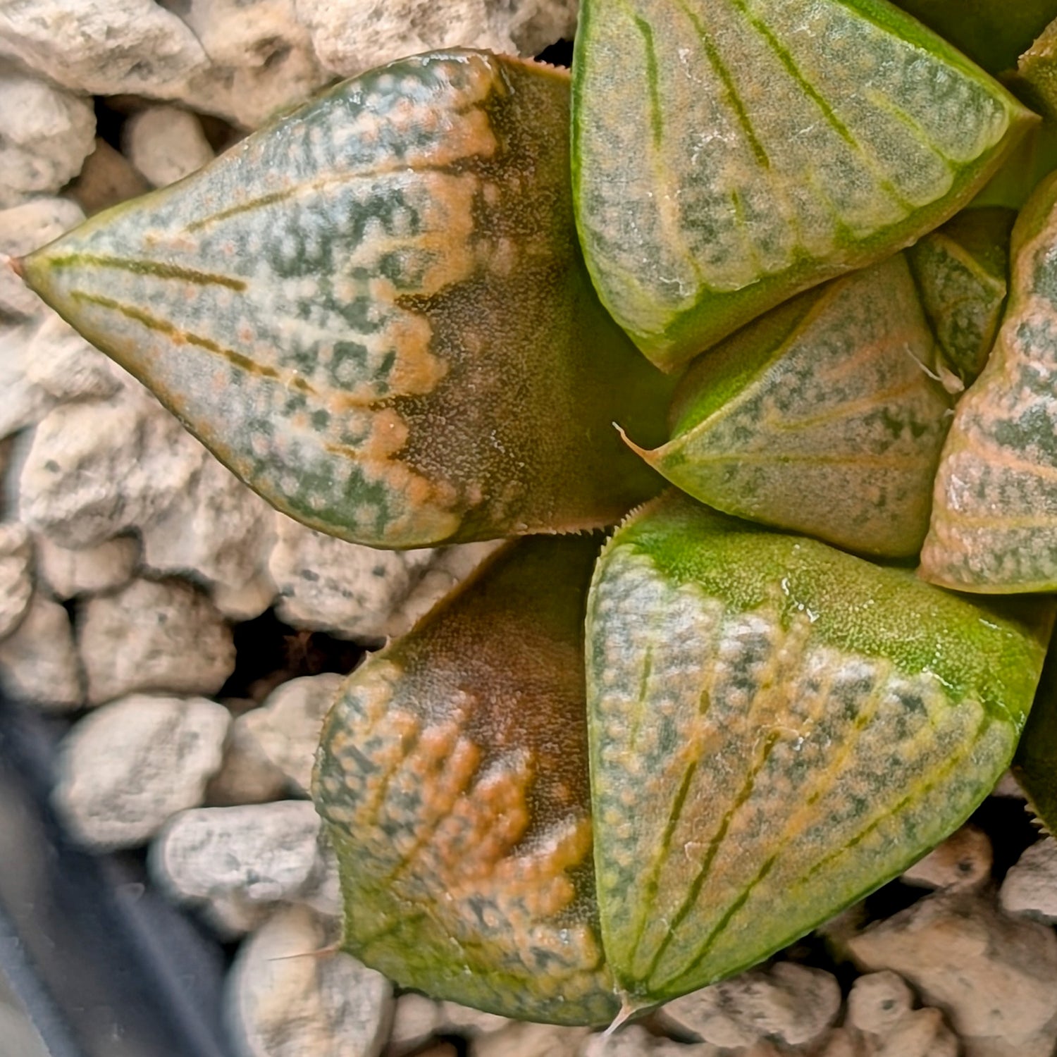 Haworthia groenewaldii hybrid series PP620 #12