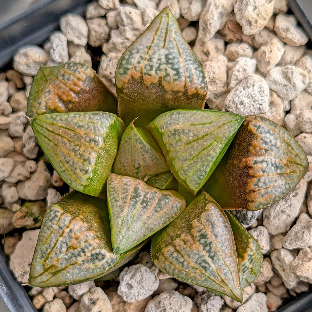 Haworthia groenewaldii hybrid series PP620 #12