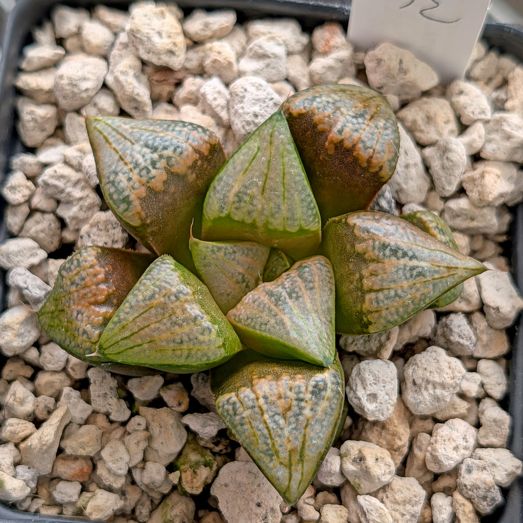 Haworthia groenewaldii hybrid series PP620 #12
