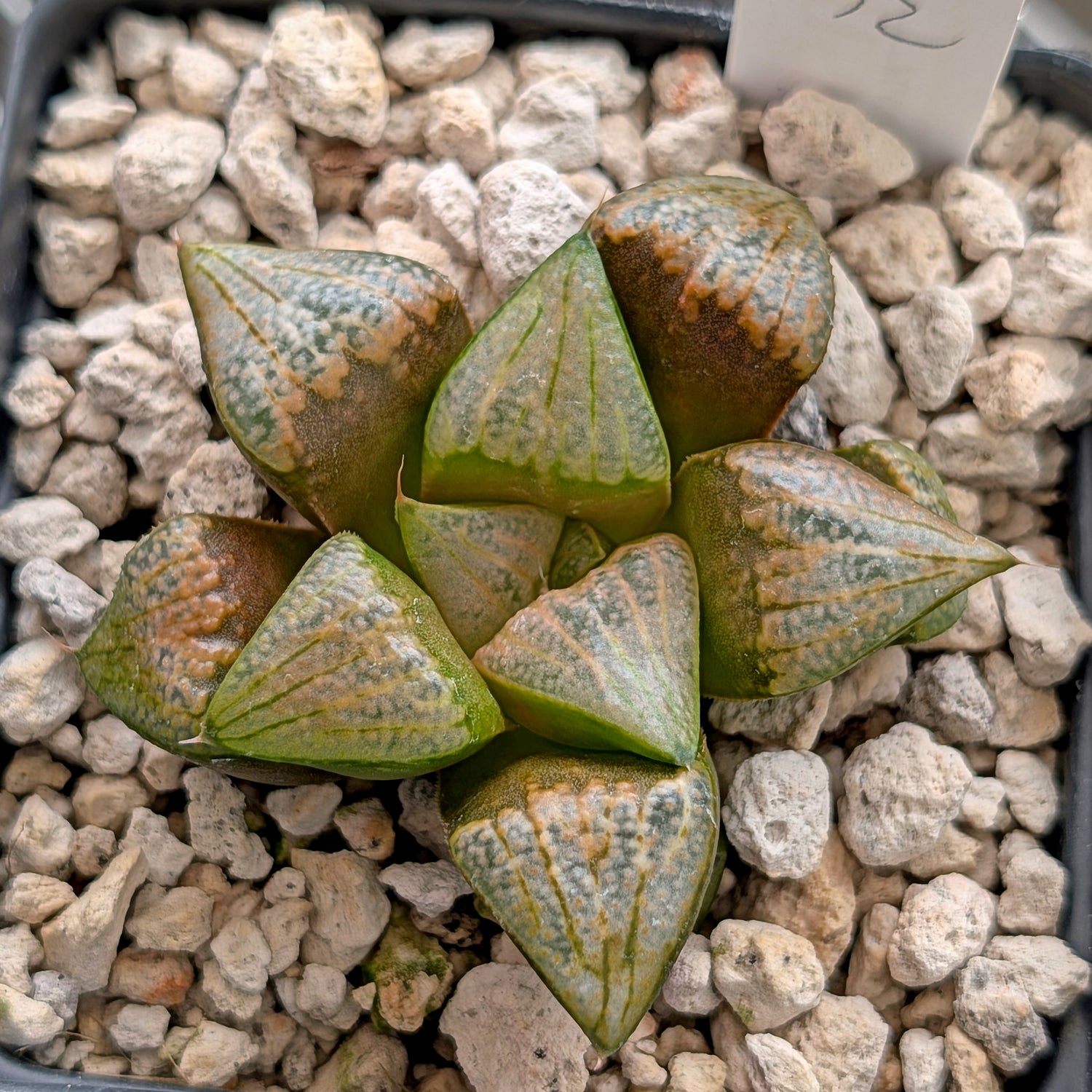 Haworthia groenewaldii hybrid series PP620 #12