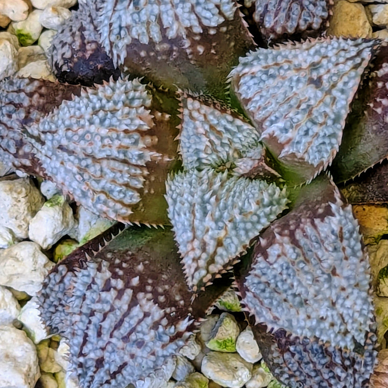 Haworthia  hybrid series PP584 #12
