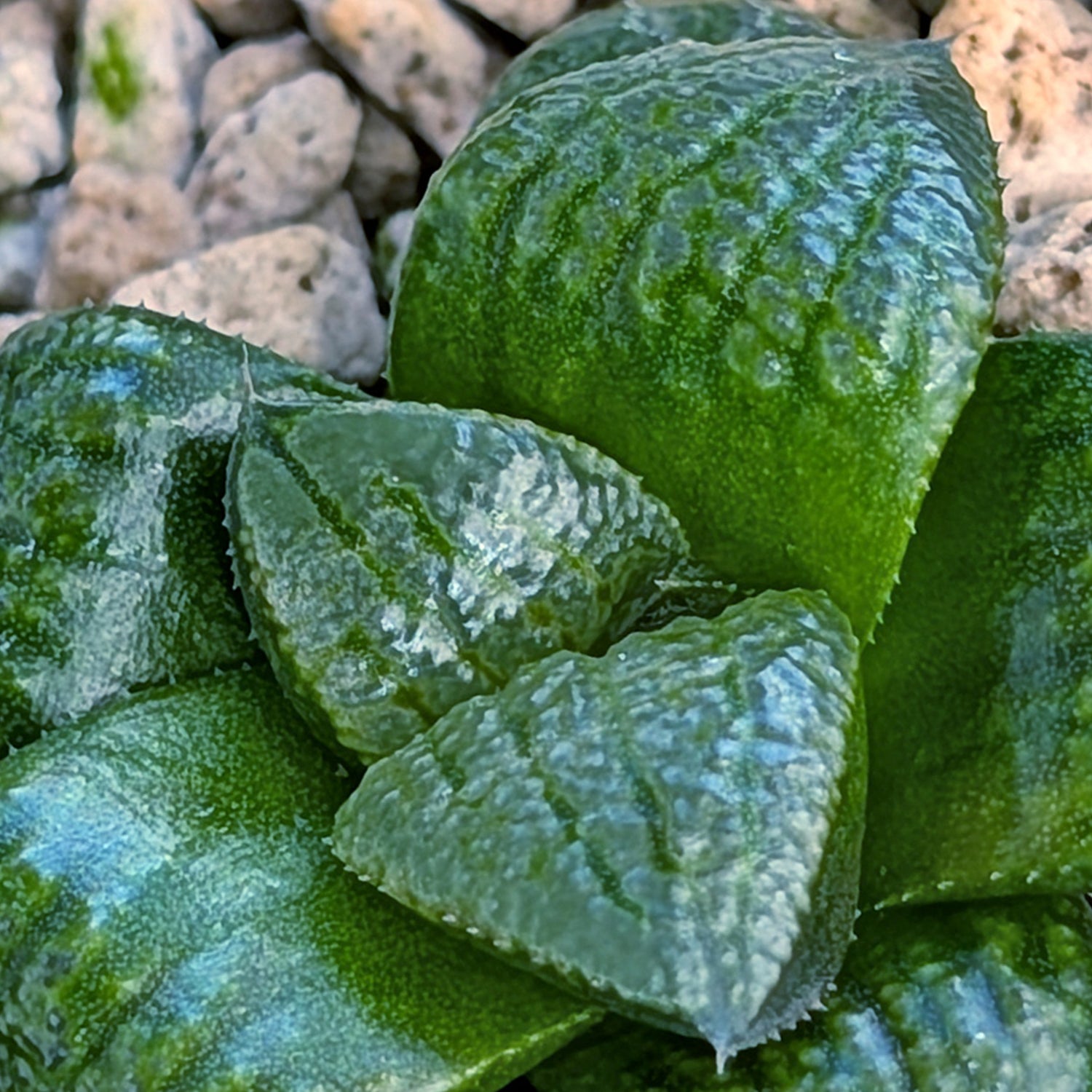 Haworthia PP669 hybrid series #12